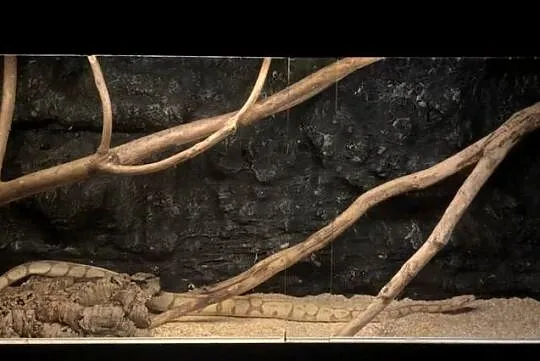 Pyton królewski razem z terrarium