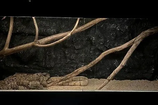 Pyton królewski razem z terrarium, Śląskie, Bluszczów