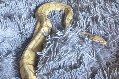 Pyton królewski razem z terrarium, Śląskie, Bluszczów