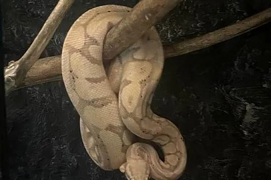 Pyton królewski razem z terrarium, Śląskie, Bluszczów