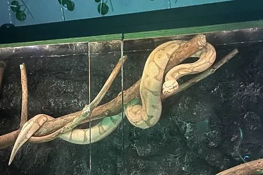 Pyton królewski razem z terrarium, Śląskie, Bluszczów