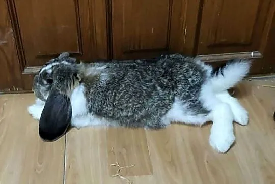 Dzień dobry oddam króliczka w dobre ręce