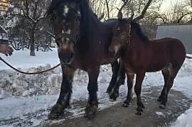 Sprzedam ogierka zimnokrwistego