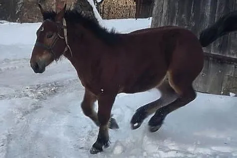 Sprzedam ogierka zimnokrwistego, Podkarpackie, Jabłonka