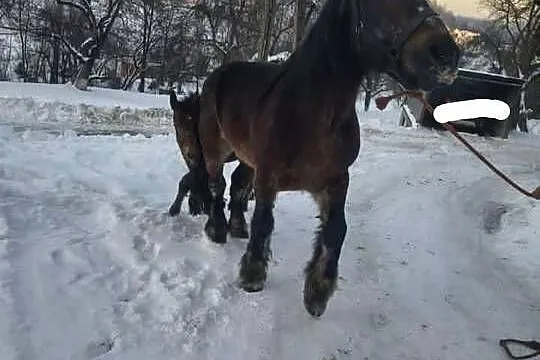 Sprzedam ogierka zimnokrwistego, Podkarpackie, Jabłonka