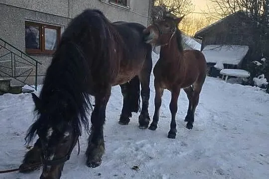 Sprzedam ogierka zimnokrwistego, Podkarpackie, Jabłonka