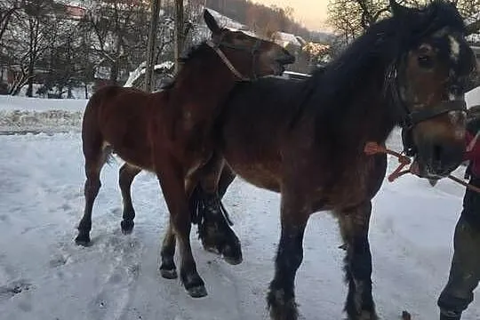 Sprzedam ogierka zimnokrwistego, Podkarpackie, Jabłonka