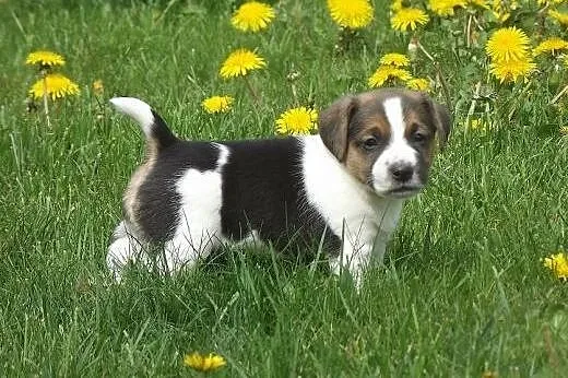 Jack Russel Terrier,  kujawsko-pomorskie Chełmno