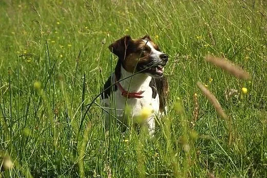 Jack Russel Terrier,  kujawsko-pomorskie Chełmno