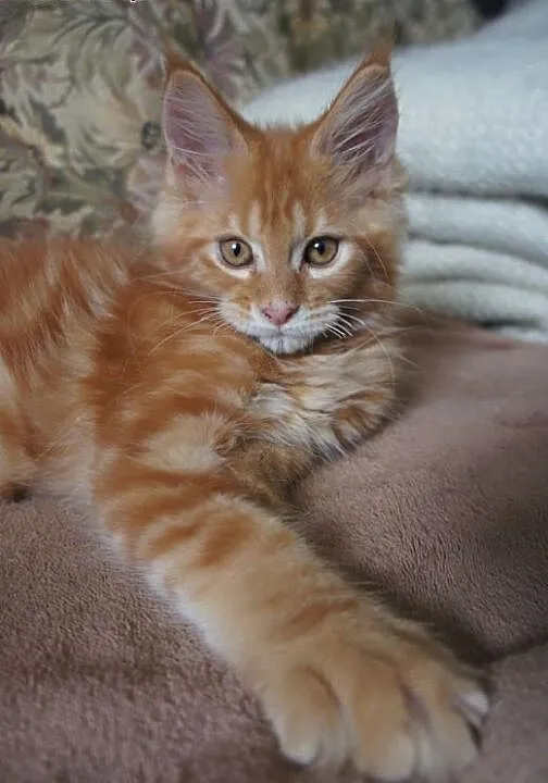 Rzeszów maine coon - gotowe do odbioru, Koty main