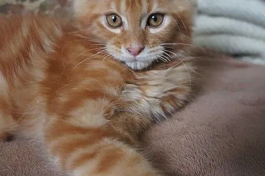 Rzeszów maine coon - gotowe do odbioru,  Koty main