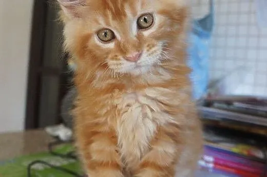 Rzeszów maine coon - gotowe do odbioru,  Koty main