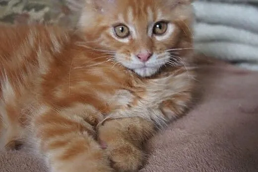 Rzeszów maine coon - gotowe do odbioru,  Koty main