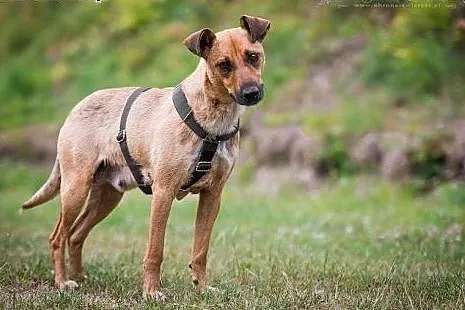 FORSA - 12 kg MIŁOŚCI do świata   UROCZA sunia KOC