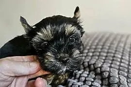 Suczka Yorkshire Terrier Black Tan