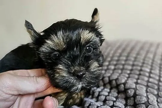 Suczka Yorkshire Terrier Black Tan