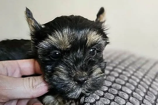Suczka Yorkshire Terrier Black Tan, Śląskie, Częstochowa