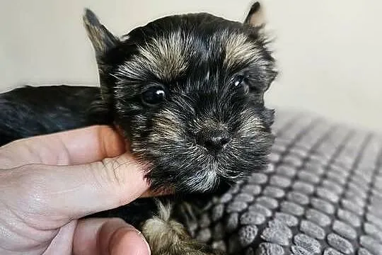 Suczka Yorkshire Terrier Black Tan, Śląskie, Częstochowa
