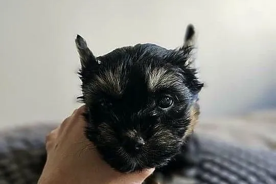 Suczka Yorkshire Terrier Black Tan, Śląskie, Częstochowa