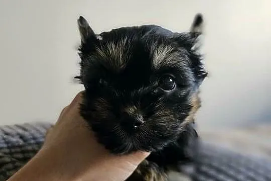 Suczka Yorkshire Terrier Black Tan, Śląskie, Częstochowa