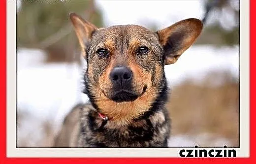 CZINCZIN-mały,9kg,łagodny,tulaśny,wesoły piesek.AD