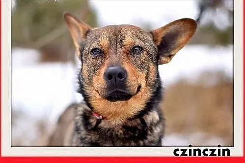 CZINCZIN-mały,9kg,łagodny,tulaśny,wesoły piesek.AD