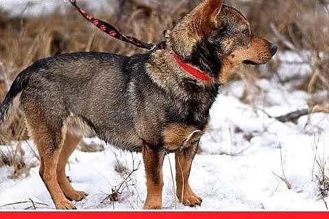 CZINCZIN-mały,9kg,łagodny,tulaśny,wesoły piesek.AD