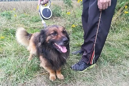 Puchacz-kochany, grzeczny, nieduży puchaty psiak, młody, wesoły, DO ADOPCJI, Małopolskie, Kraków