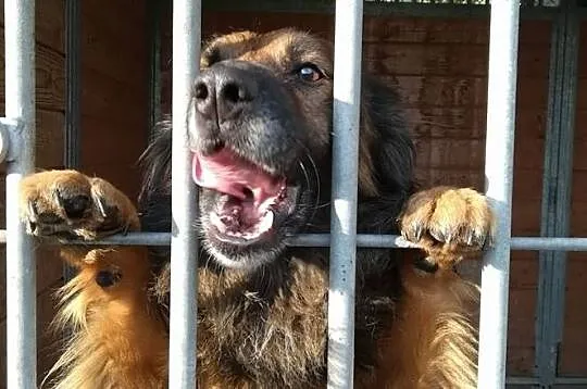 Puchacz-kochany, grzeczny, nieduży puchaty psiak, młody, wesoły, DO ADOPCJI, Małopolskie, Kraków