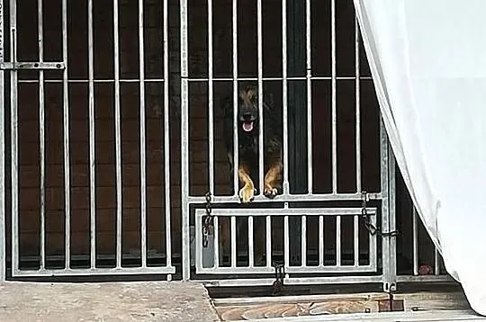 Puchacz-kochany, grzeczny, nieduży puchaty psiak, młody, wesoły, DO ADOPCJI, Małopolskie, Kraków