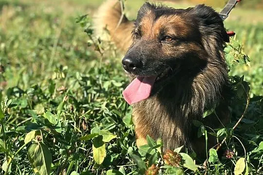 Puchacz-kochany, grzeczny, nieduży puchaty psiak, młody, wesoły, DO ADOPCJI, Małopolskie, Kraków
