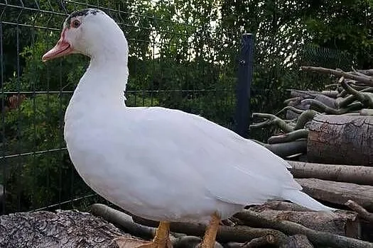 Kaczki piżmowe czerwiec 2025r, Łódzkie, Dąbrowice