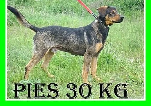 Gończy mix,energiczny,aktywny,łagodny piesdo domu