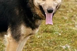 Astor z genami ras północnych - przepiękny pies :), Olsztyn