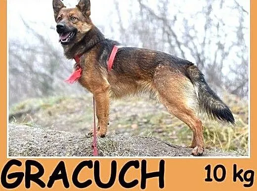 Mały 10 kg,przyjazny,łagodny,grzeczny psiak GRACUC