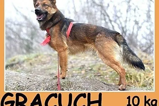 Mały 10 kg,przyjazny,łagodny,grzeczny psiak GRACUC