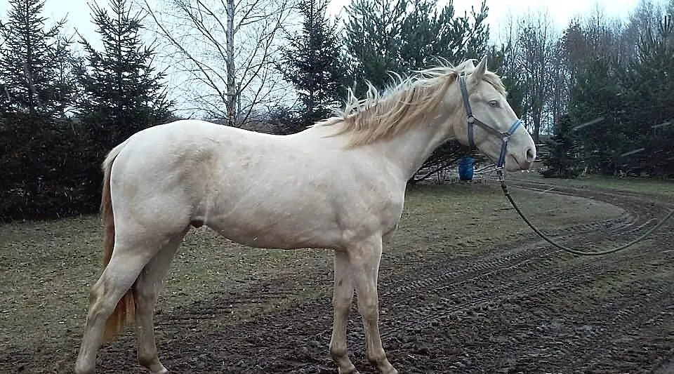 Niebieskooki wałach cremello izabelowaty właściwy