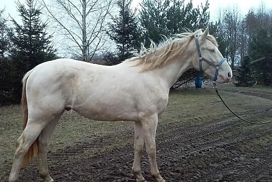 Niebieskooki wałach cremello izabelowaty właściwy