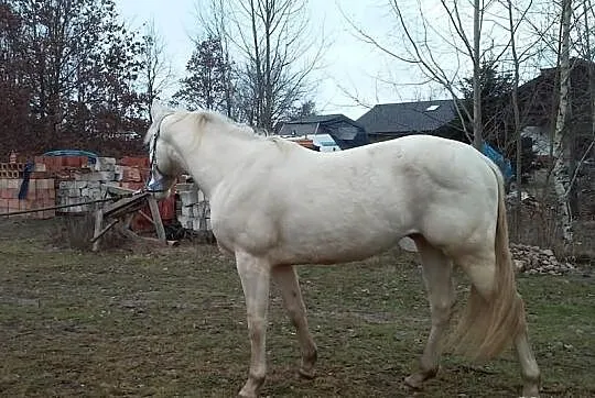Niebieskooki wałach cremello izabelowaty właściwy