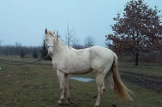 Niebieskooki wałach cremello izabelowaty właściwy