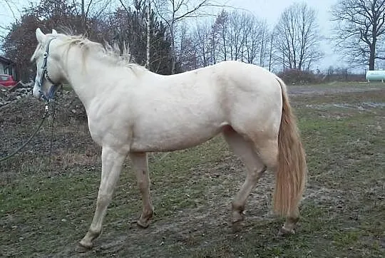 Niebieskooki wałach cremello izabelowaty właściwy
