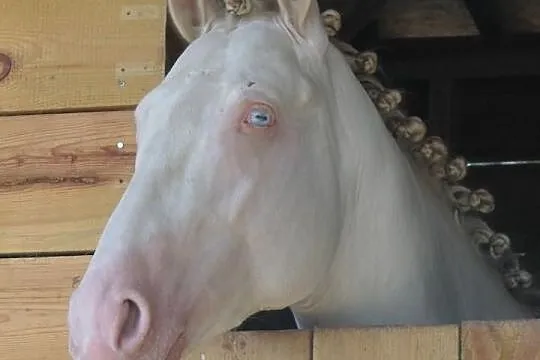 Niebieskooki wałach cremello izabelowaty właściwy