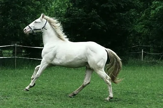 Niebieskooki wałach cremello izabelowaty właściwy