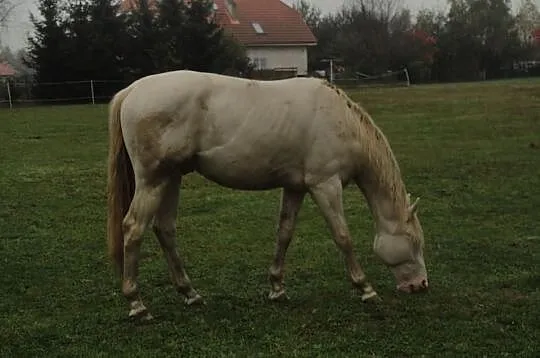 Niebieskooki wałach cremello izabelowaty właściwy