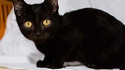 Elżunia do adopcji, mazowieckie Warszawa