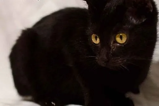Elżunia do adopcji,  mazowieckie Warszawa