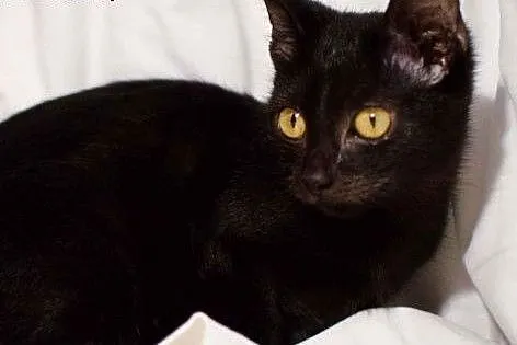 Elżunia do adopcji,  mazowieckie Warszawa