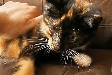 RUMBA młodziutka koteczka szylkretowa PILNA adopcj