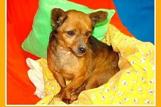5 kg,mała,łagodna,tulaśna,spokojna suczka CZIŁKA.Adopcja,  małopolskie Kraków