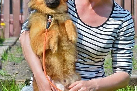 Kochany, łagodny Lisek poleca sie do adopcji,  maz